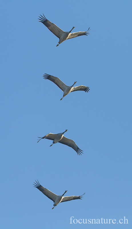 Grue 6040.jpg - Grue cendréeGrus grusCommon Crane  (Lac du Der, France, novembre 2011)